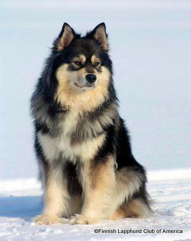 Lapphund Care