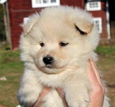 Cream Puppy