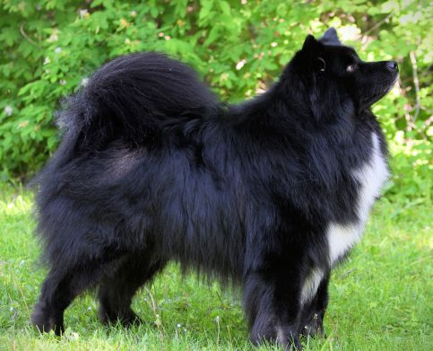 Lapphund Grooming