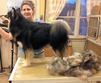 Lapphund Grooming